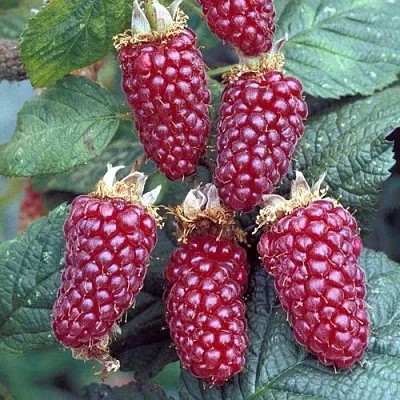 Ежемалина ТАЙБЕРРИ  Ежемалина ТАЙБЕРРИ в Балашихе