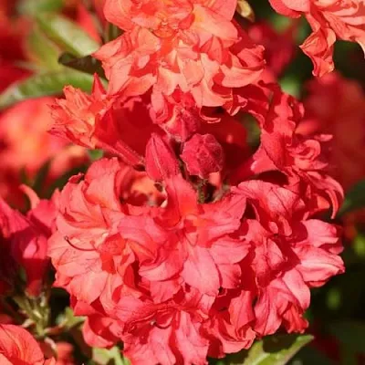 Азалия ФОЙЕРКОПФЕН крупноцветковая  Азалия ФОЙЕРКОПФЕН крупноцветковая в Балашихе