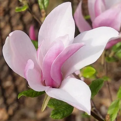 Магнолия БЕТТИ в Балашихе
