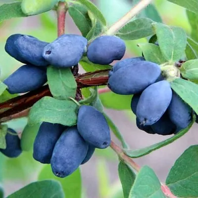 Жимолость съедобная ХОНЕЙ БИ в Балашихе