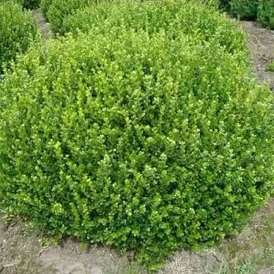 Самшит ФОЛКНЕР  Самшит ФОЛКНЕР в Балашихе