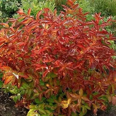 Вейгела ОГНЕННЫЕ КРЫЛЬЯ  Вейгела ОГНЕННЫЕ КРЫЛЬЯ в Балашихе