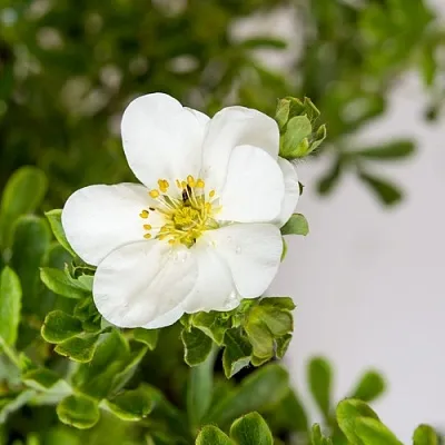 Лапчатка СНОУБЕРД кустарниковая  Лапчатка СНОУБЕРД кустарниковая в Балашихе