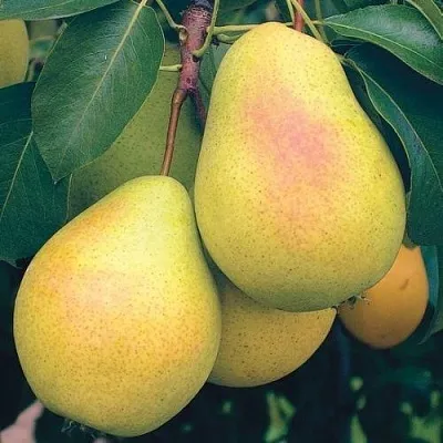 Груша МЛИЕВСКАЯ РАННЯЯ  Груша МЛИЕВСКАЯ РАННЯЯ в Балашихе