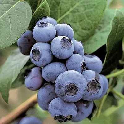 Голубика ПАТРИОТ  Голубика ПАТРИОТ в Балашихе