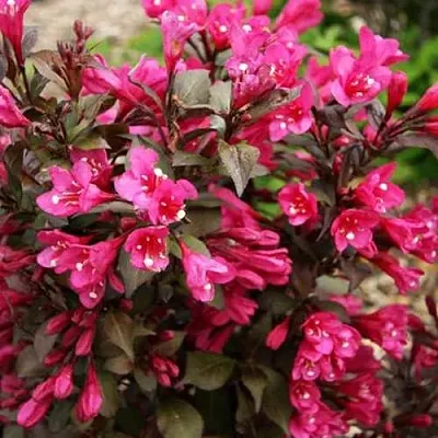 Вейгела БЛЭК РУБИ  Вейгела БЛЭК РУБИ в Балашихе