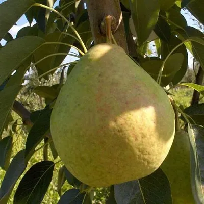 Груша СЛАДКАЯ ИЗ МЛИЕВА  Груша СЛАДКАЯ ИЗ МЛИЕВА в Балашихе