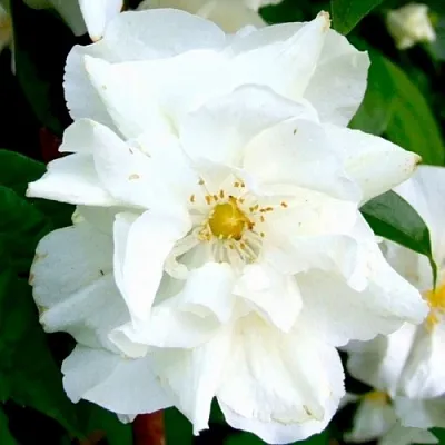 Жасмин РОЗАЦЕ  Жасмин РОЗАЦЕ в Балашихе