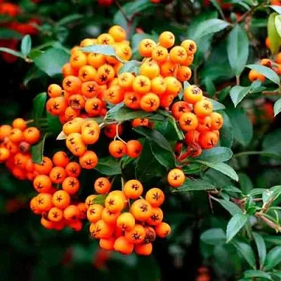 Пираканта ОРАНЖ ГЛОУ  Пираканта ОРАНЖ ГЛОУ в Балашихе