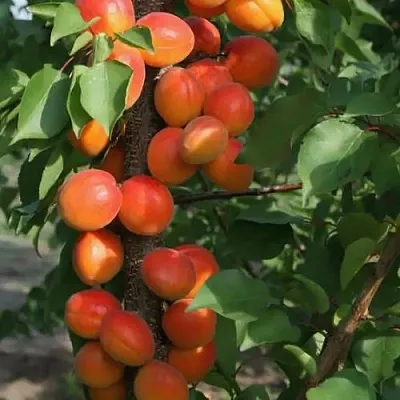 Абрикос ЗВЕЗДНЫЙ колонновидный в Балашихе