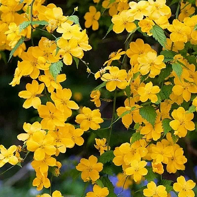 Керрия в Балашихе