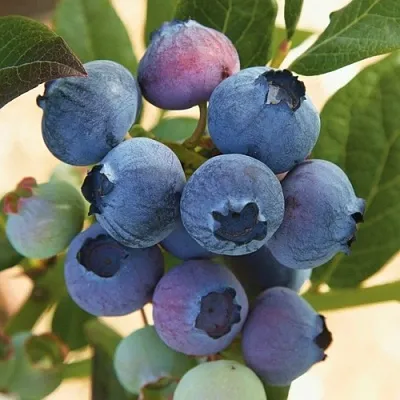 Голубика ОСОРНО  Голубика ОСОРНО в Балашихе