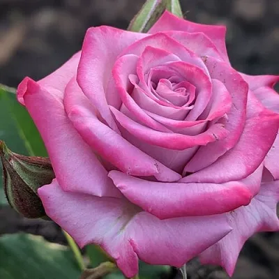 Саженцы роз ОКЕАН МИКАДО спрей в Балашихе