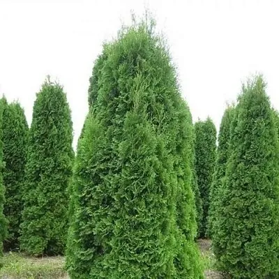 Туя КОЛУМНА западная в Балашихе