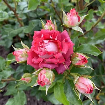 Саженцы роз ТИРАМИСУ спрей в Балашихе