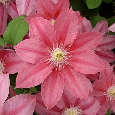 Клематис ЛИТЛ МЕРМЕЙД  Клематис ЛИТЛ МЕРМЕЙД в Балашихе