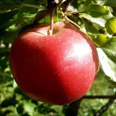 Яблоня НАСТЕНЬКА  Яблоня НАСТЕНЬКА в Балашихе