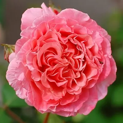 Саженцы роз ЛОРАН КАБРОЛЬ шраб  Саженцы роз ЛОРАН КАБРОЛЬ шраб в Балашихе