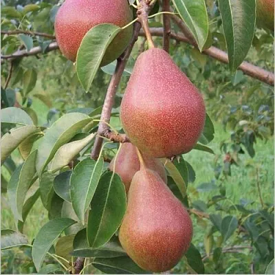 Груша РУМЯНАЯ КЕДРИНА  Груша РУМЯНАЯ КЕДРИНА в Балашихе