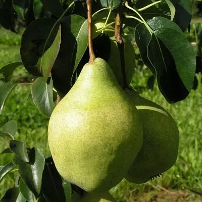 Груша МИНСКАЯ колонновидная  Груша МИНСКАЯ колонновидная в Балашихе
