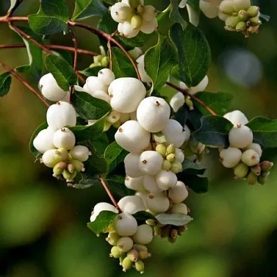 Снежноягодник в Балашихе