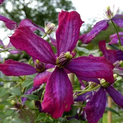 Клематис СВИТ САММЕР ЛАВ  Клематис СВИТ САММЕР ЛАВ в Балашихе