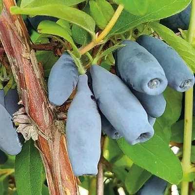 Жимолость съедобная ВОСТОРГ в Балашихе