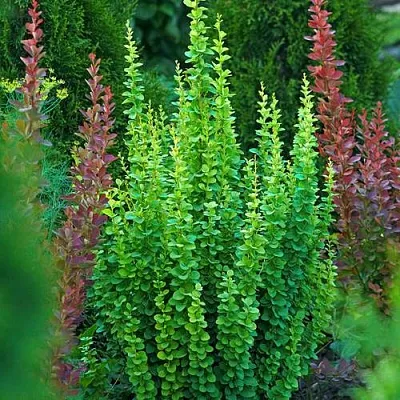 Барбарис ЭРЕКТА тунберга в Балашихе