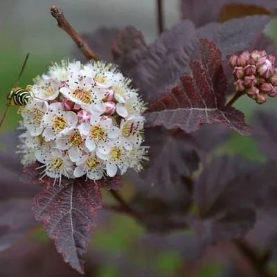 Пузыреплодник в Балашихе
