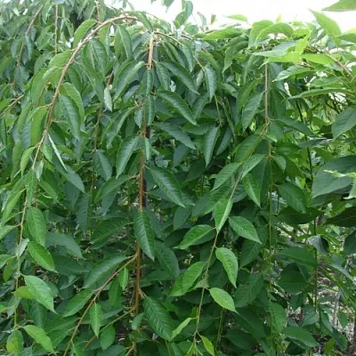 Черешня ПЕНДУЛА декоративная  Черешня ПЕНДУЛА декоративная в Балашихе