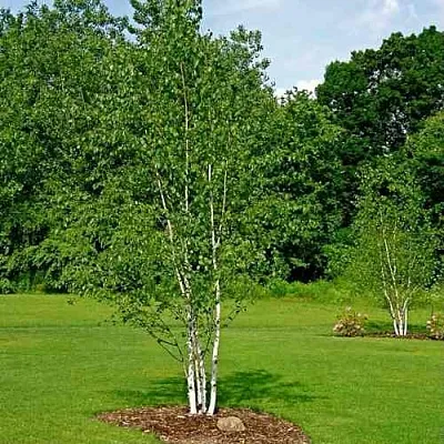 Береза бумажная  Береза бумажная в Балашихе