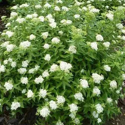 Спирея АЛЬБИФЛОРА японская  Спирея АЛЬБИФЛОРА японская в Балашихе