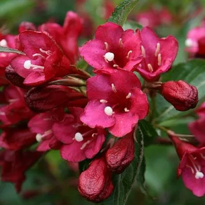 Вейгела ЕВА РАТКЕ  Вейгела ЕВА РАТКЕ в Балашихе