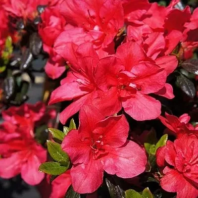 Азалия МАРУШКА японская  Азалия МАРУШКА японская в Балашихе