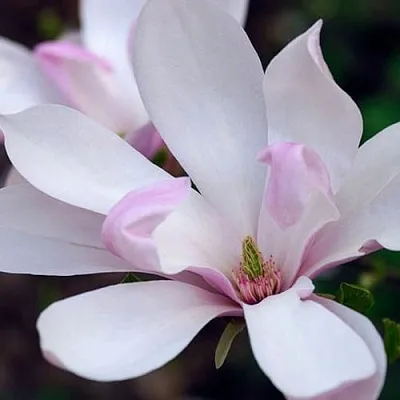 Магнолия ПИНКИ в Балашихе