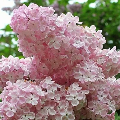 Сирень ВЕЧЕРНИЙ ЗВОН  Сирень ВЕЧЕРНИЙ ЗВОН в Балашихе