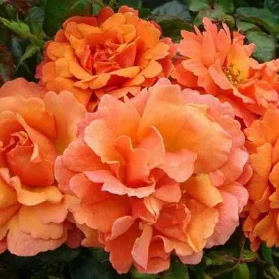 Саженцы роз БРИДЖ ОФ САЙЗ плетистая  Саженцы роз БРИДЖ ОФ САЙЗ плетистая в Балашихе