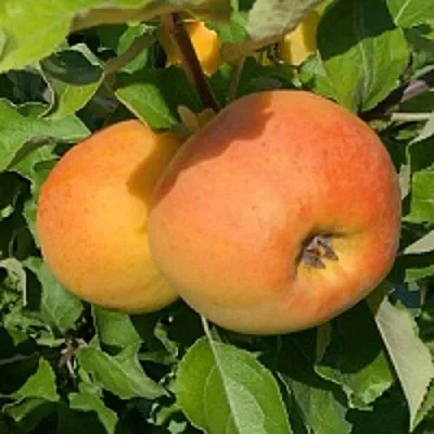 Яблоня АНТОНОВКА ЗОЛОТАЯ  Яблоня АНТОНОВКА ЗОЛОТАЯ в Балашихе