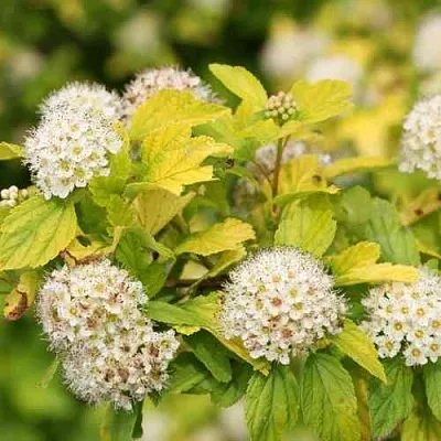 Пузыреплодник АНГЕЛ ГОЛД  Пузыреплодник АНГЕЛ ГОЛД в Балашихе