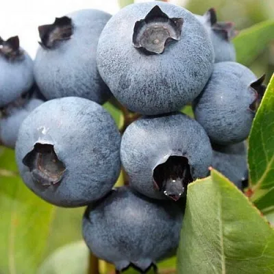 саженцы голубики саженцы голубики