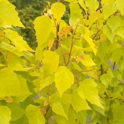 Берёза ГОЛДЕН ОБЕЛИСК повислая   Берёза ГОЛДЕН ОБЕЛИСК повислая  в Балашихе