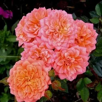 Саженцы роз НИНЕТТА спрей в Балашихе