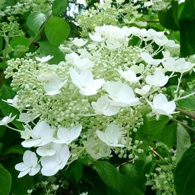 Гортензия УАЙТ ДОМ древовидная в Балашихе