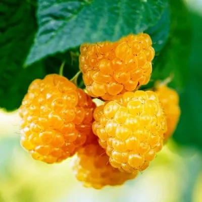 Малина МЕДОВАЯ в Балашихе