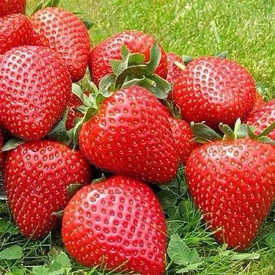 Клубника ЭЛИАНЕ  Клубника ЭЛИАНЕ в Балашихе