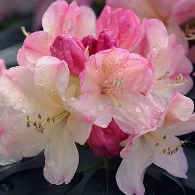 Рододендрон ПЕРСИ ВАЙСМАН в Балашихе