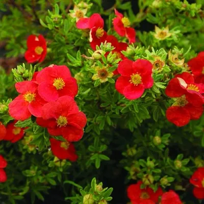 Лапчатка РЕД АЙС кустарниковая  Лапчатка РЕД АЙС кустарниковая в Балашихе