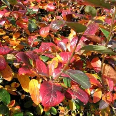 Кизильник блестящий в Балашихе