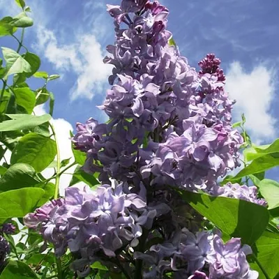 Сирень КРЫЛЬЯ НАДЕЖДЫ  Сирень КРЫЛЬЯ НАДЕЖДЫ в Балашихе