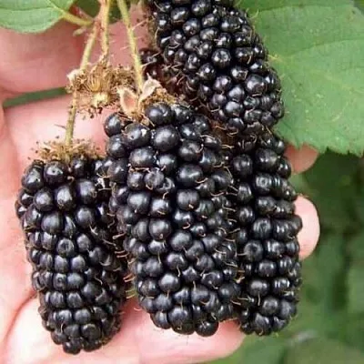 Ежевика ЛОХ НЕСС бесшипная  Ежевика ЛОХ НЕСС бесшипная в Балашихе